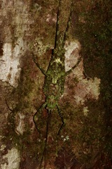 Xerophyllopteryx
