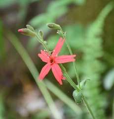 Silene virginica