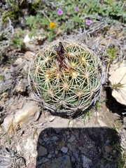 Coryphantha cornifera