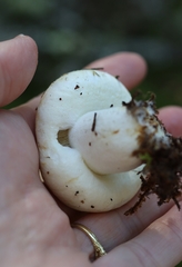 Lactifluus deceptivus