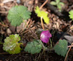 Sidalcea