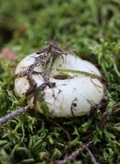 Lactifluus deceptivus