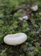 Lactifluus deceptivus