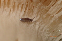 Willowsia nigromaculata