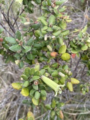 Correa reflexa reflexa