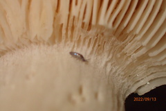 Willowsia nigromaculata