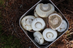 Lactifluus deceptivus