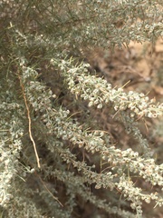 Artemisia filifolia