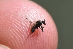 Simuliidae