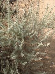 Artemisia filifolia