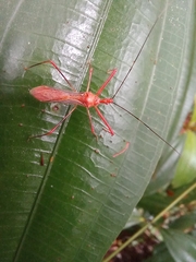 Ricolla quadrispinosa