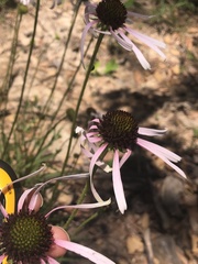 Echinacea sanguinea
