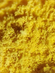 Hypomyces microspermus