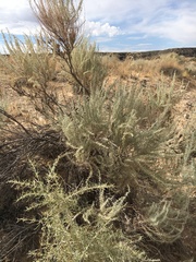 Artemisia filifolia