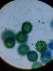 Hypomyces microspermus