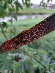 Nectria cinnabarina