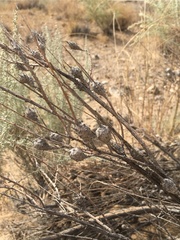 Artemisia filifolia