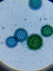 Hypomyces microspermus