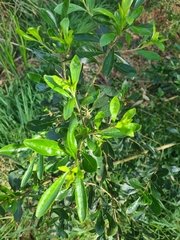 Bursaria spinosa