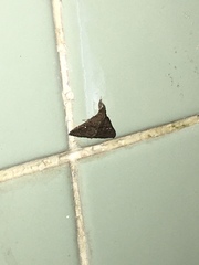 Erebidae
