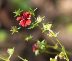 Potentilla thurberi