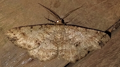 Melanolophia