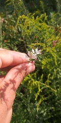 Oenothera filiformis