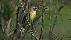 Polystictus pectoralis