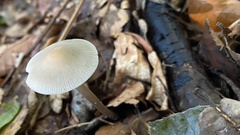 Mycena arcangeliana