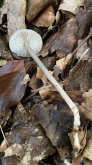 Mycena arcangeliana
