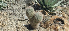 Mammillaria dioica dioica