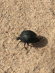 Cysteodemus wislizeni