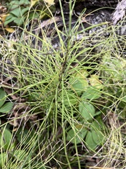 Equisetum pratense