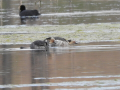 Podiceps occipitalis