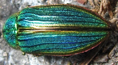 Buprestis aurulenta