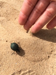 Cysteodemus wislizeni