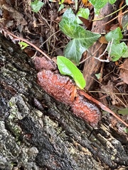 Fistulina hepatica