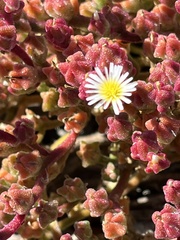 Mesembryanthemum nodiflorum