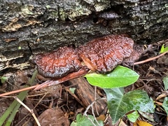Fistulina hepatica