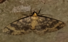 Melanolophia