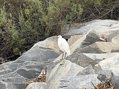 Egretta thula