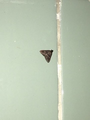 Noctuoidea