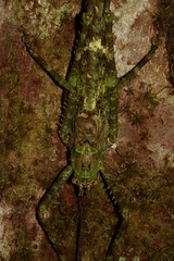 Xerophyllopteryx