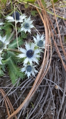 Eryngium carlinae