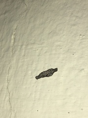 Phereoeca