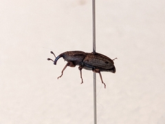 Sphenophorus