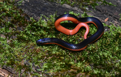 Carphophis amoenus helenae