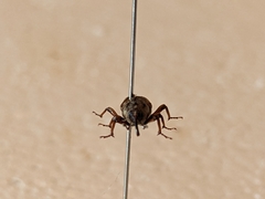 Sphenophorus