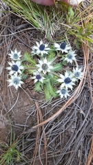 Eryngium carlinae