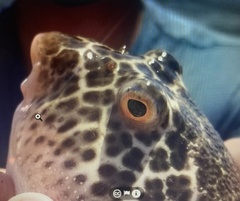 Sphoeroides testudineus